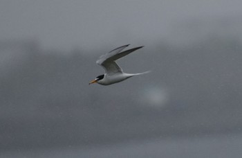 2023年5月7日(日) 大阪南港野鳥園の野鳥観察記録