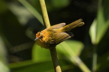 Golden Babbler ベトナム Fri, 5/5/2023