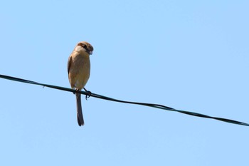 Bull-headed Shrike 味美上ノ町ちびっ子広場 Mon, 5/1/2023