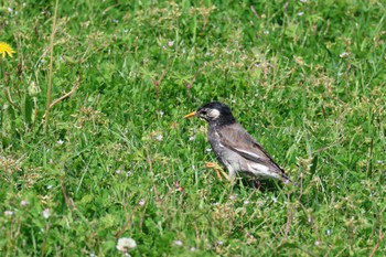 2023年5月1日(月) 神明公園の野鳥観察記録