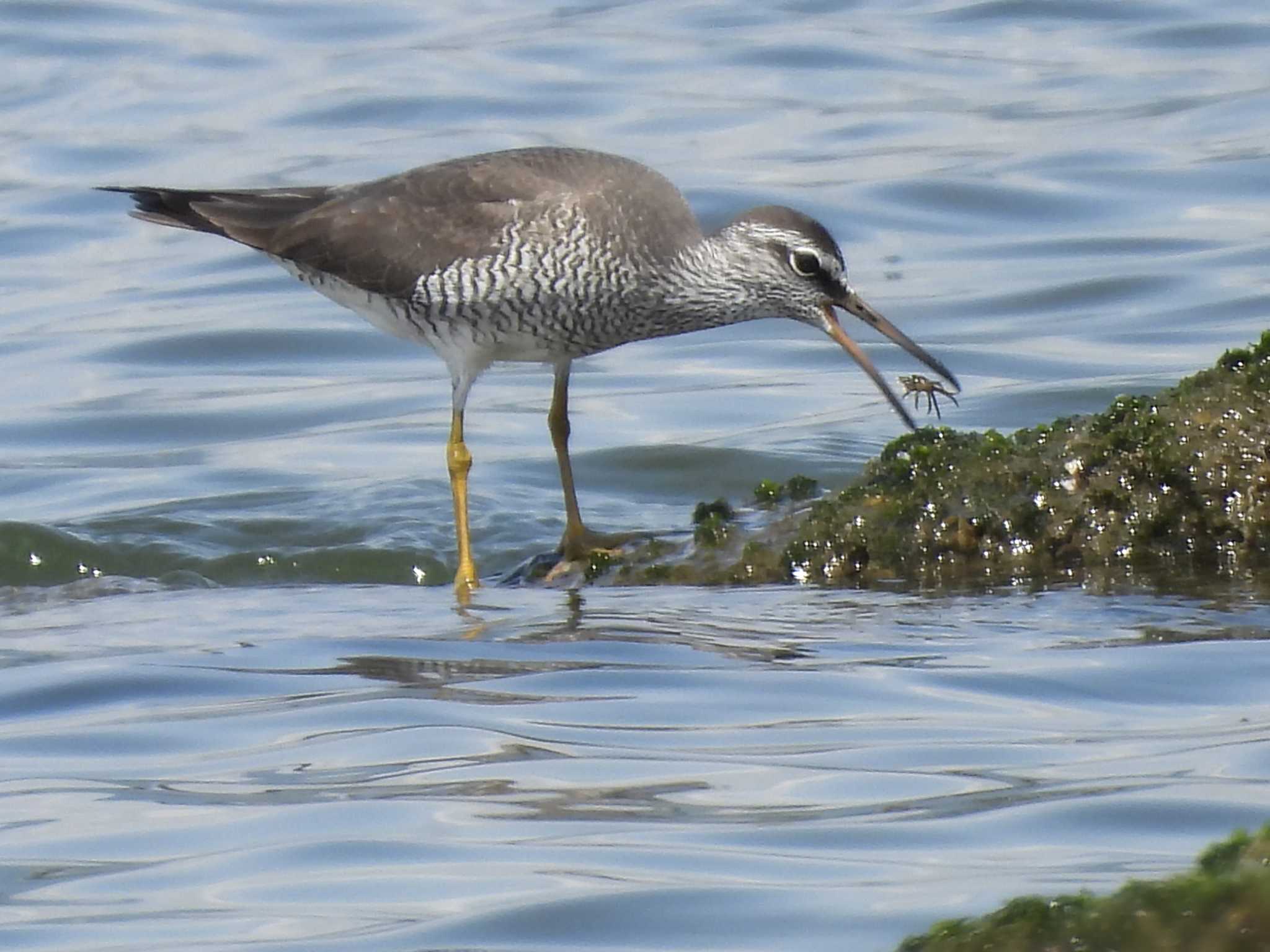 Grey-tailed Tattler