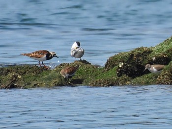 Ruddy Turnstone 甲子園浜(兵庫県西宮市) Thu, 5/4/2023