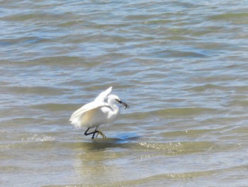 Little Egret 甲子園浜(兵庫県西宮市) Thu, 5/4/2023