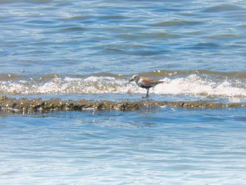 Dunlin 甲子園浜(兵庫県西宮市) Thu, 5/4/2023