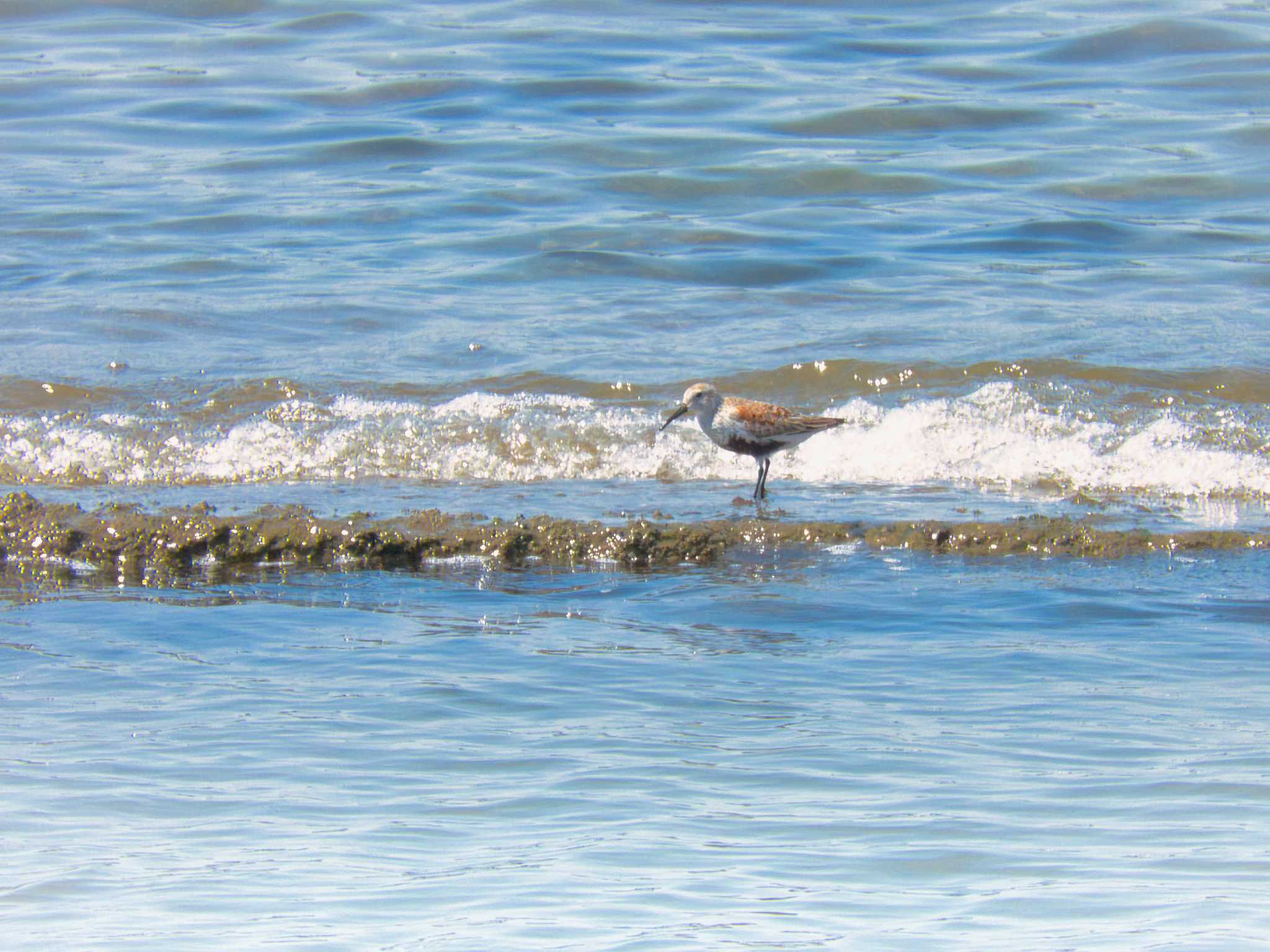 Photo of Dunlin at 甲子園浜(兵庫県西宮市) by nｰ notari