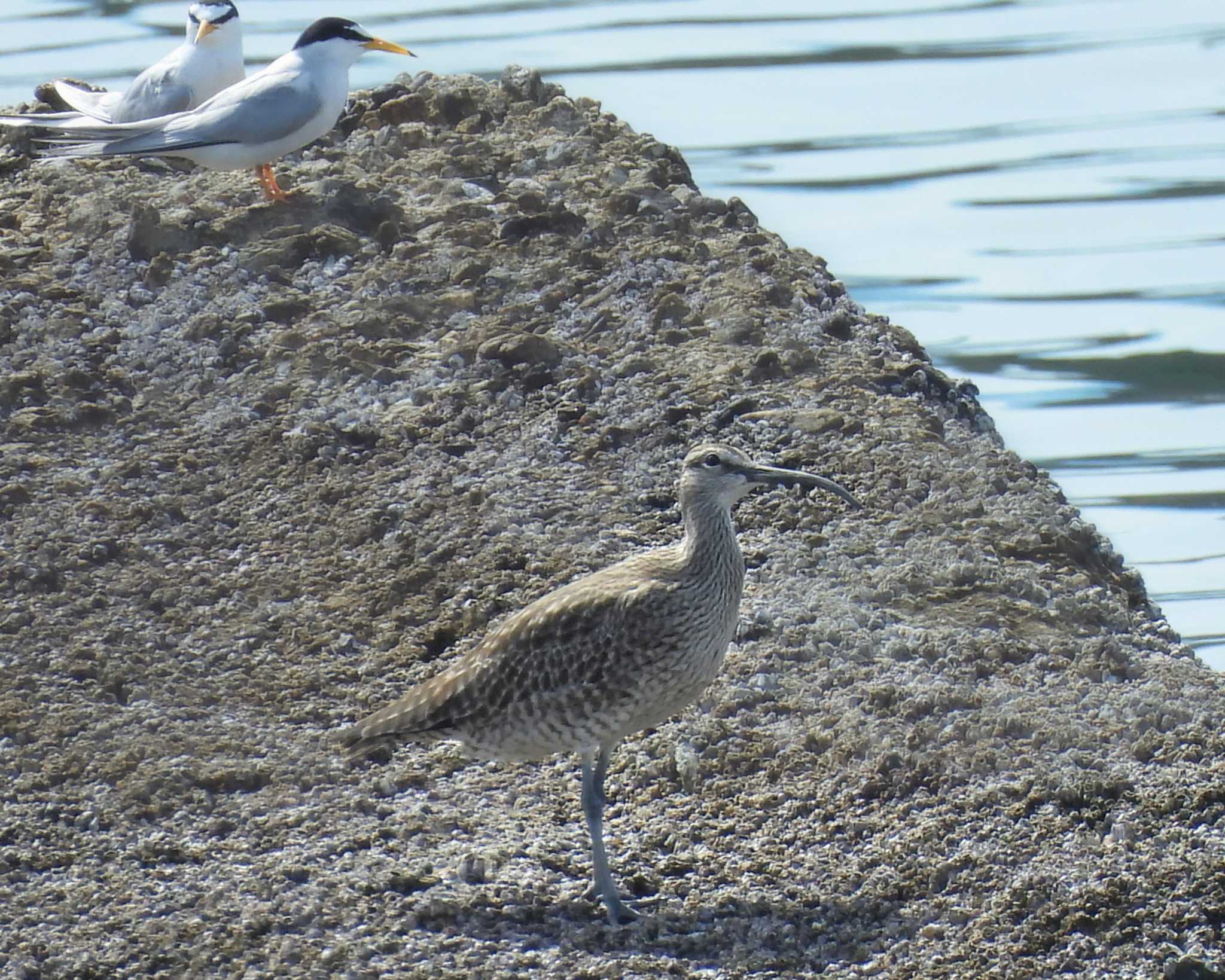 Eurasian Whimbrel