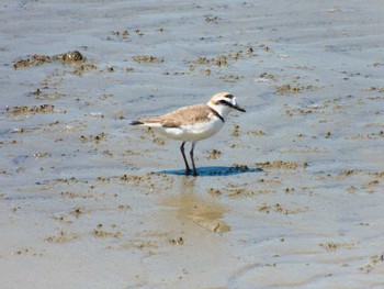 Kentish Plover 甲子園浜(兵庫県西宮市) Thu, 5/4/2023