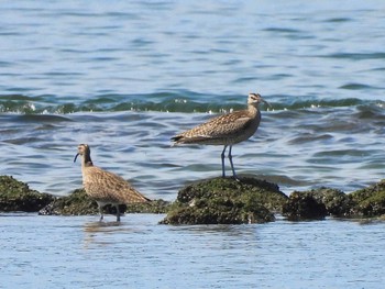 Eurasian Whimbrel 甲子園浜(兵庫県西宮市) Thu, 5/4/2023