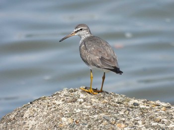 Grey-tailed Tattler 甲子園浜(兵庫県西宮市) Thu, 5/4/2023