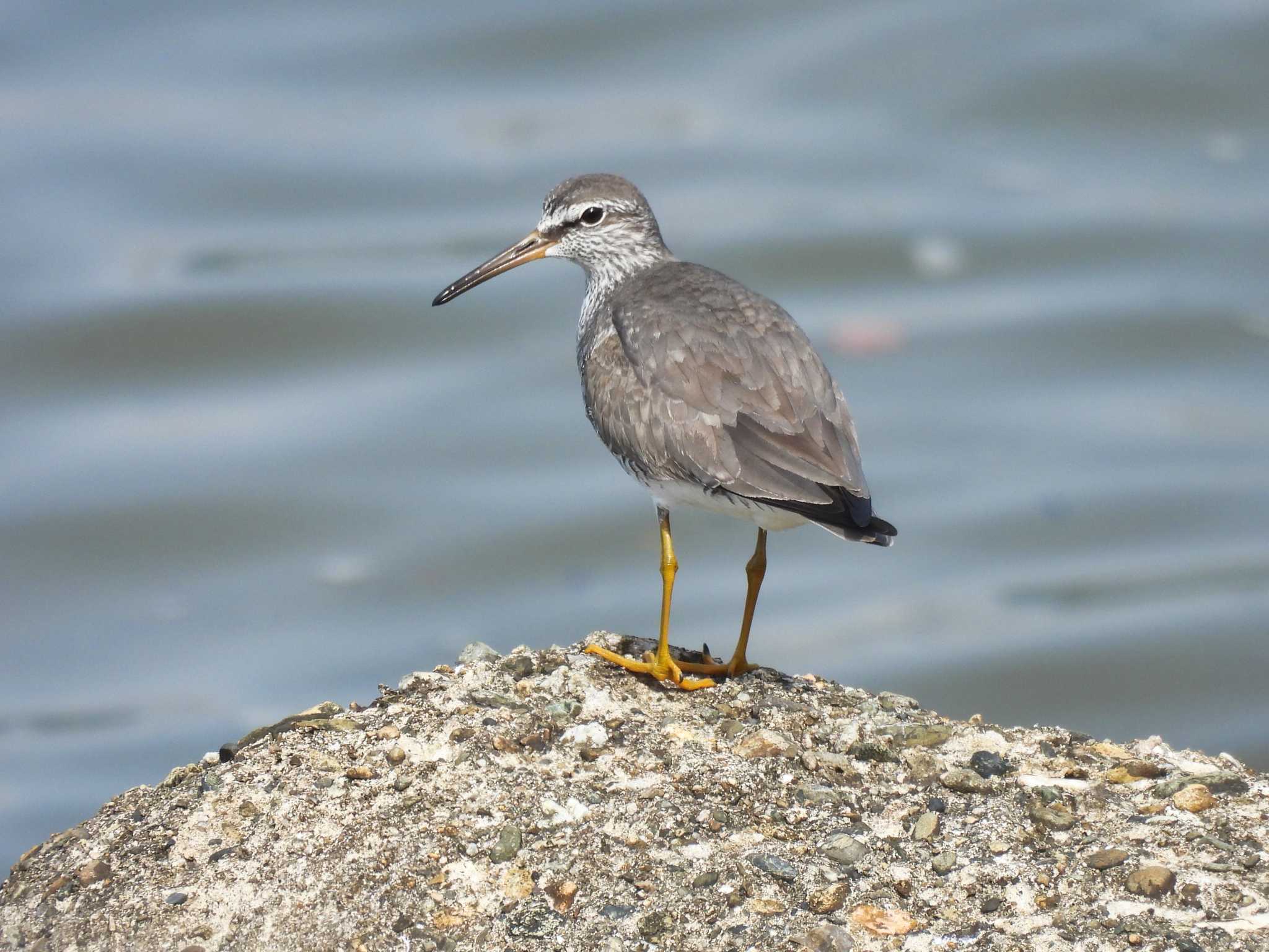 Grey-tailed Tattler