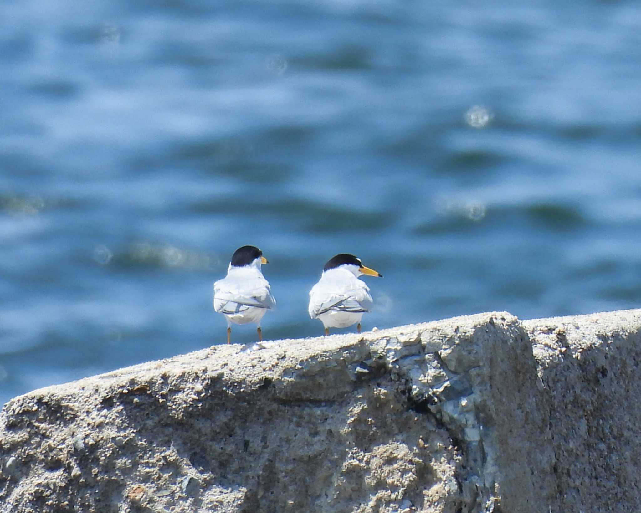 Little Tern