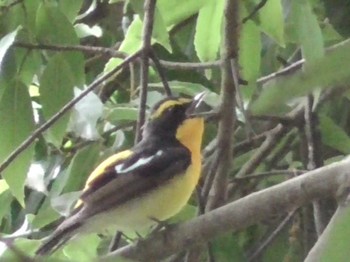 Narcissus Flycatcher 航空公園 Sun, 5/7/2023