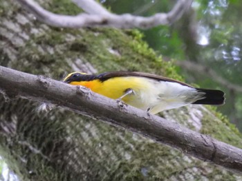 Narcissus Flycatcher 航空公園 Sun, 5/7/2023