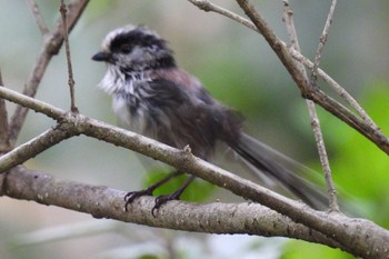 Long-tailed Tit 航空公園 Sun, 5/7/2023