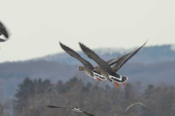 Greater White-fronted Goose 栗山町他 Sat, 3/18/2023