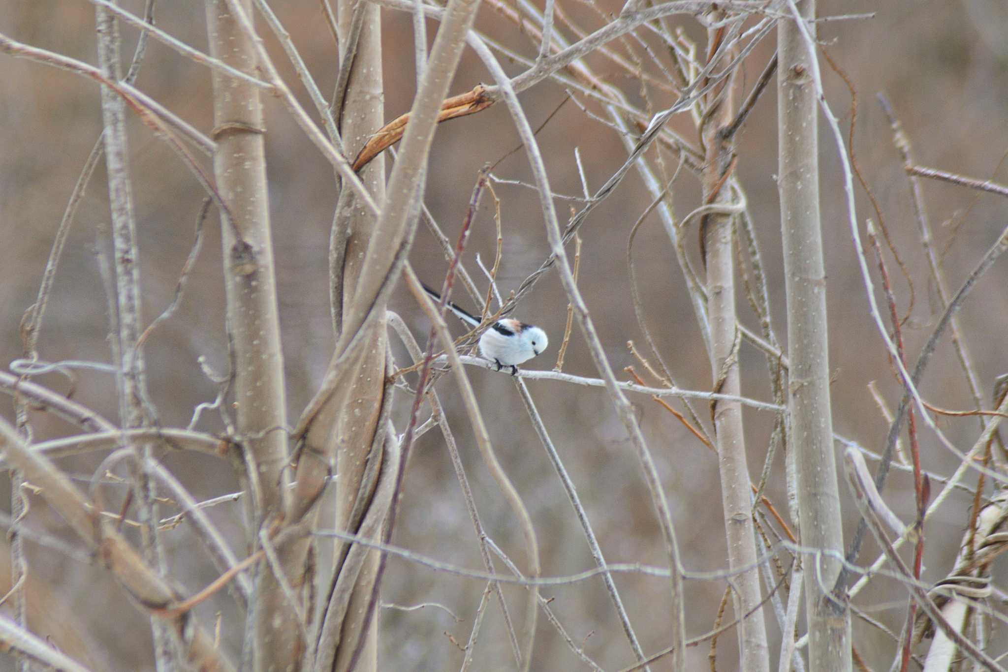 Photo of Long-tailed tit(japonicus) at 栗山町他 by た～