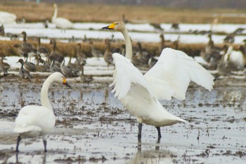 Whooper Swan 栗山町他 Sat, 3/18/2023