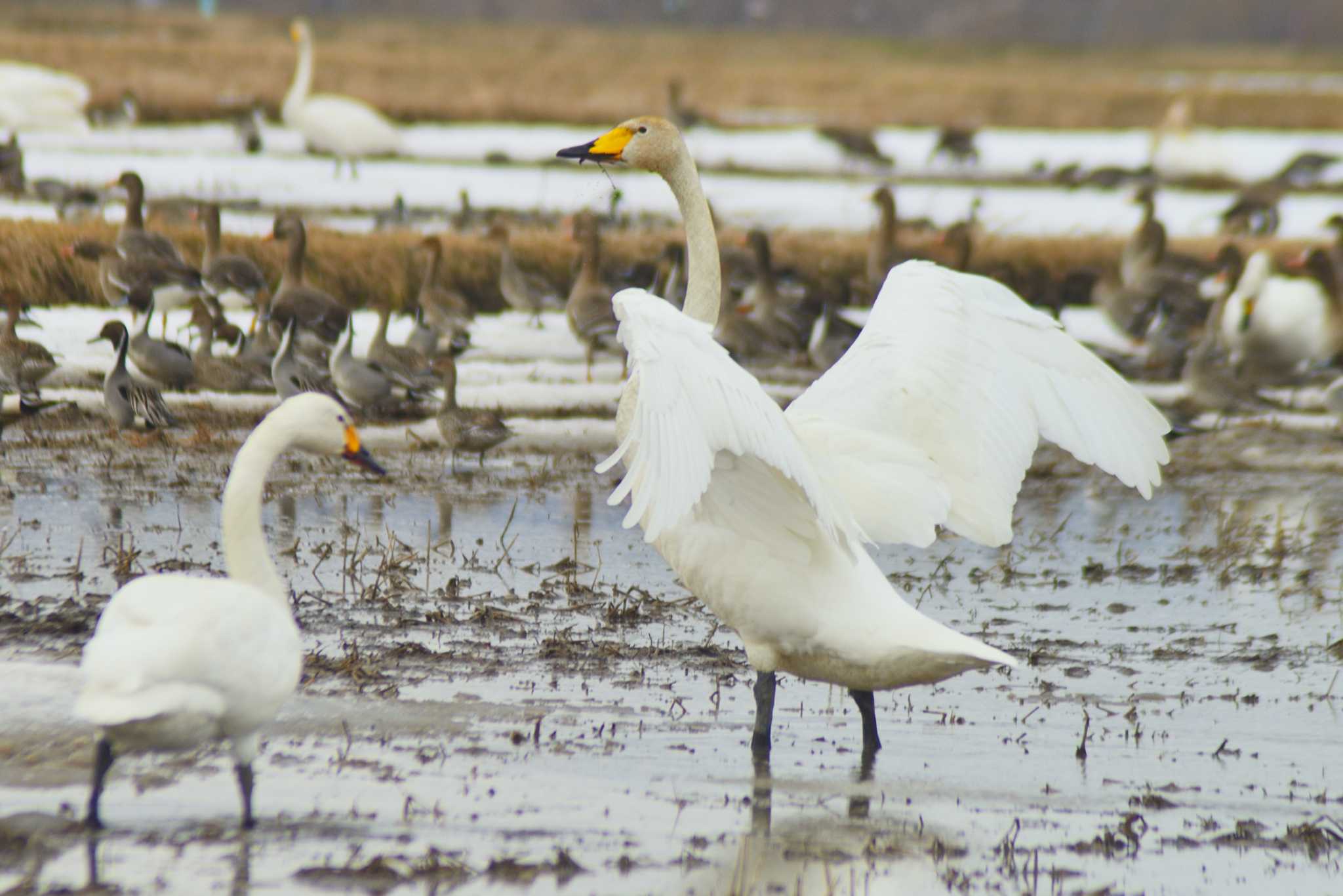 Whooper Swan