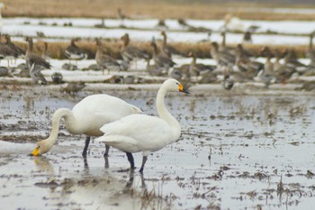 Whooper Swan 栗山町他 Sat, 3/18/2023