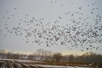 Greater White-fronted Goose 栗山町他 Sat, 3/18/2023