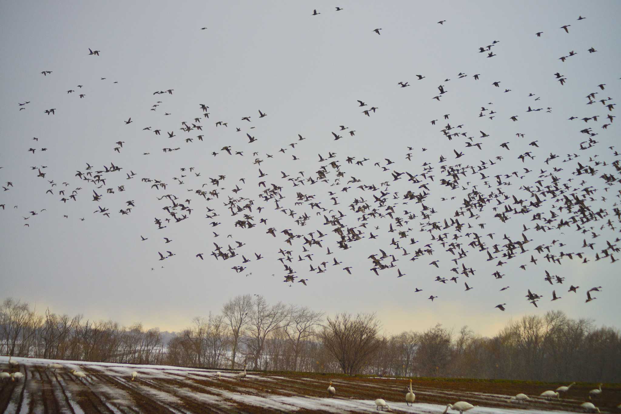 Greater White-fronted Goose