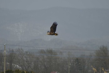 Sat, 3/25/2023 Birding report at 由仁町