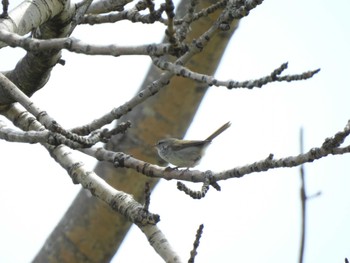 Sun, 5/7/2023 Birding report at 茨戸川緑地