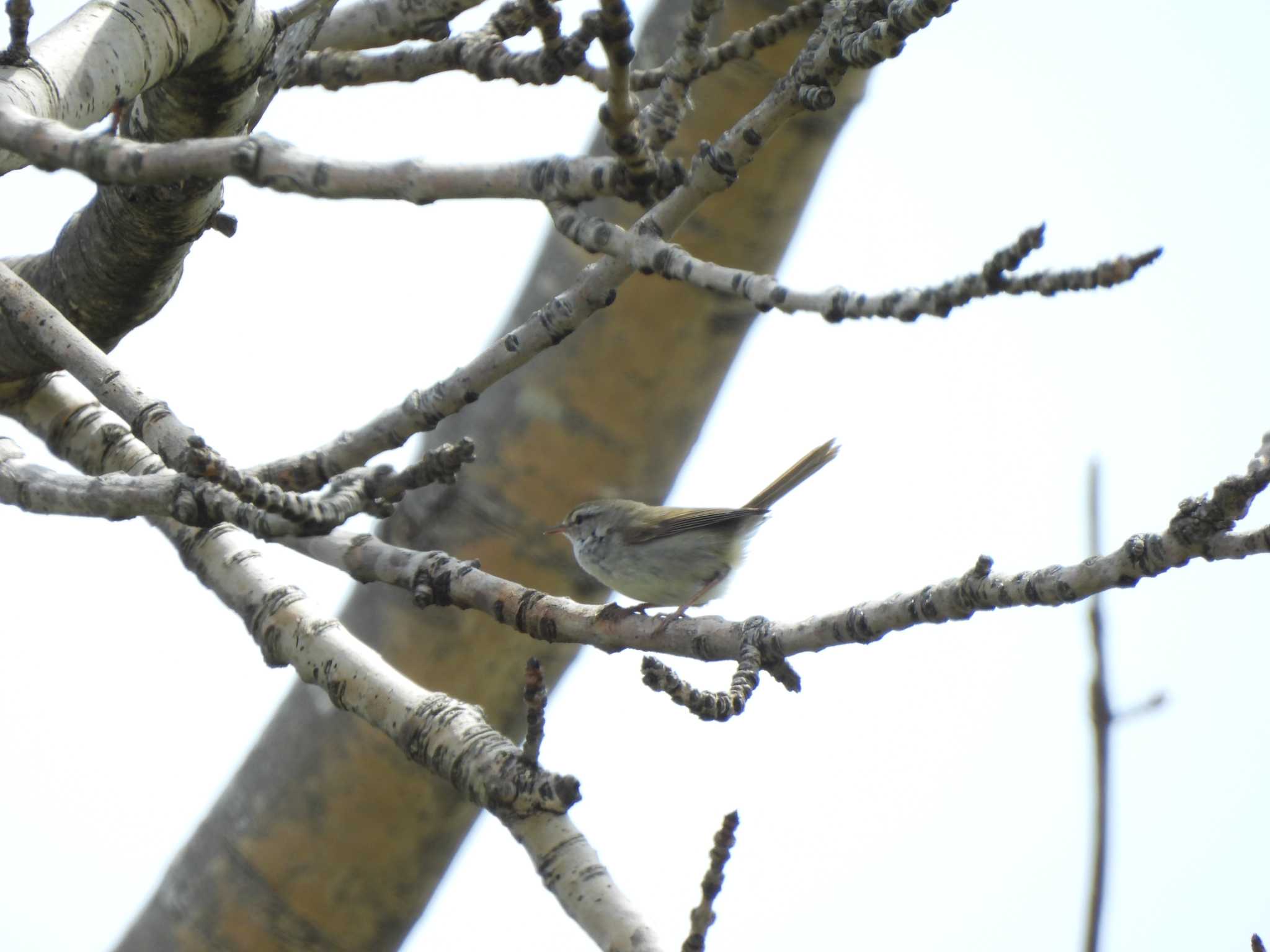 Photo of Japanese Bush Warbler at 茨戸川緑地 by Ko Sato