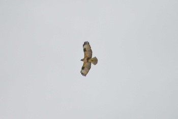 Eastern Buzzard 栗山町 Sat, 4/1/2023