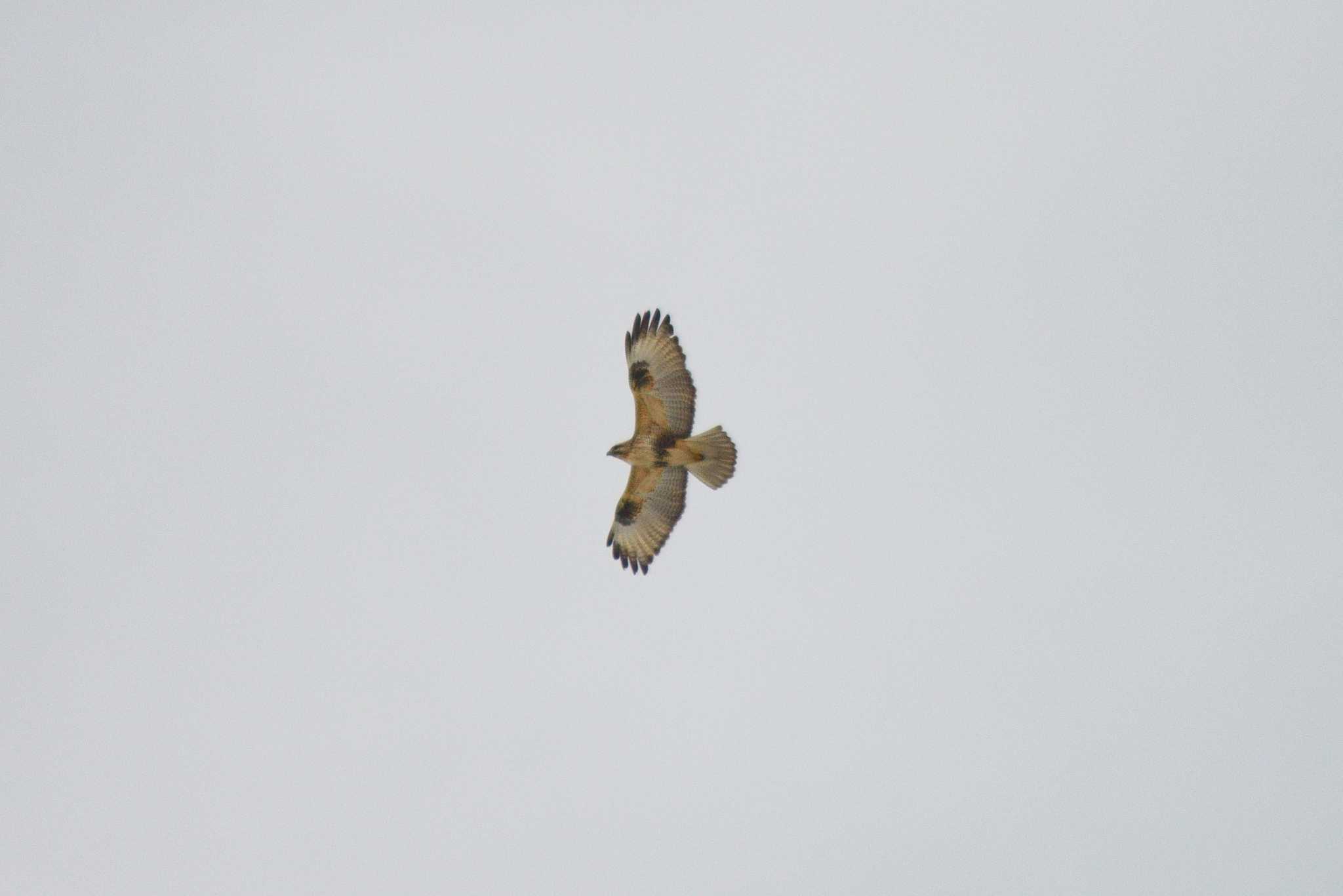 Photo of Eastern Buzzard at 栗山町 by た～