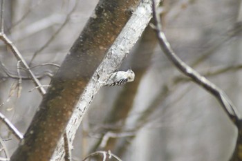 コゲラ 利根別自然公園 2023年4月15日(土)