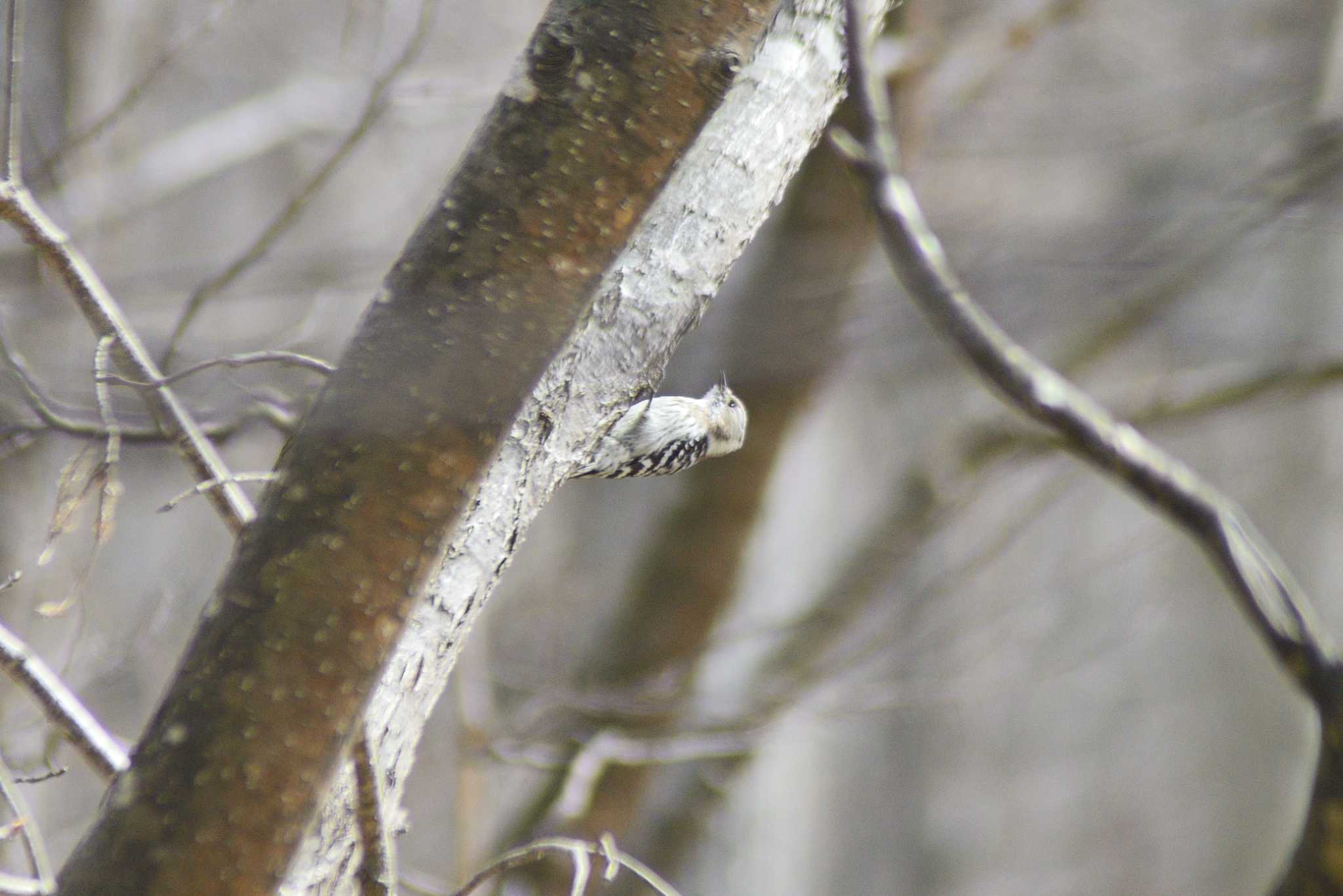 Japanese Pygmy Woodpecker