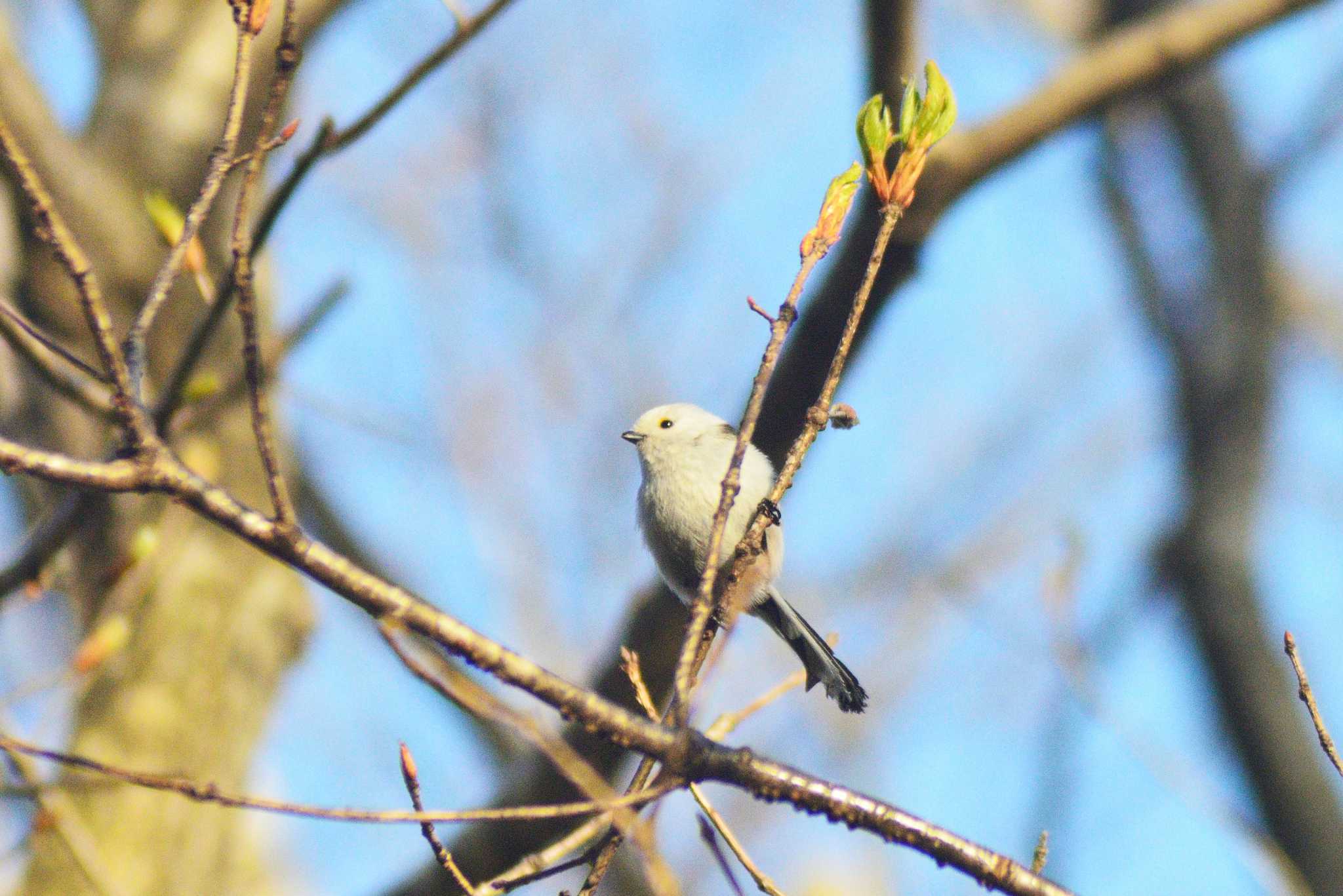 Long-tailed tit(japonicus)