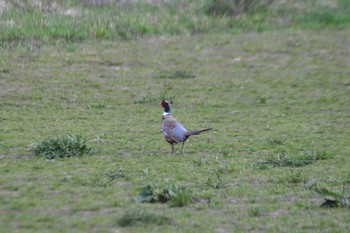 Green Pheasant 栗山町 Sun, 4/30/2023