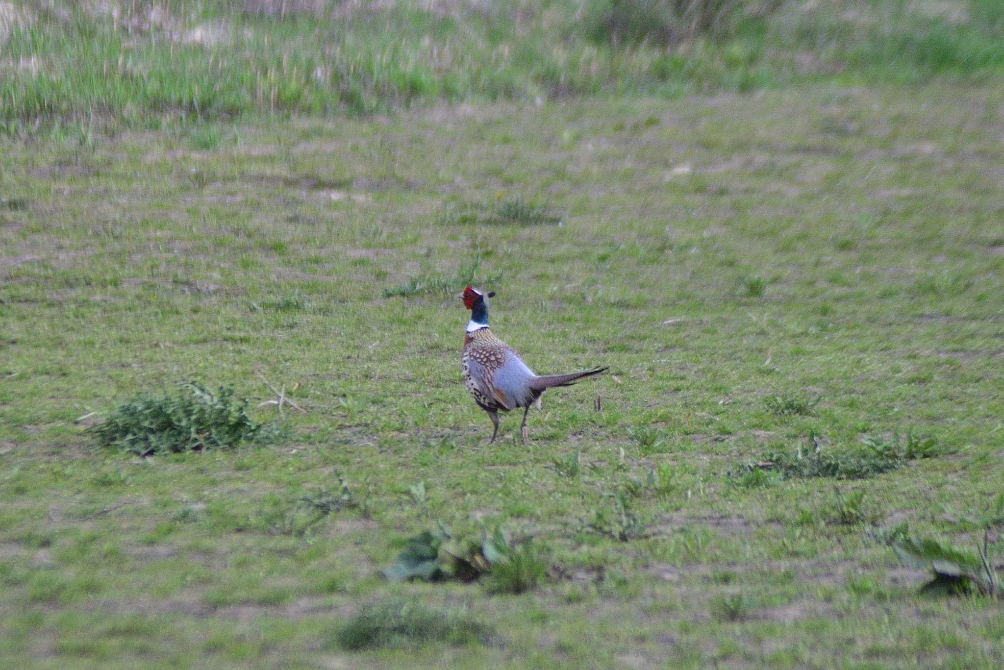 Photo of Green Pheasant at 栗山町 by た～