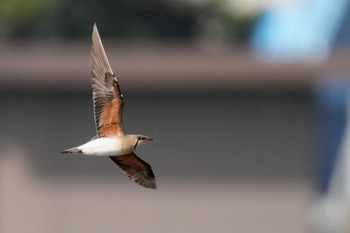 Oriental Pratincole 酒匂川河口 Fri, 5/5/2023