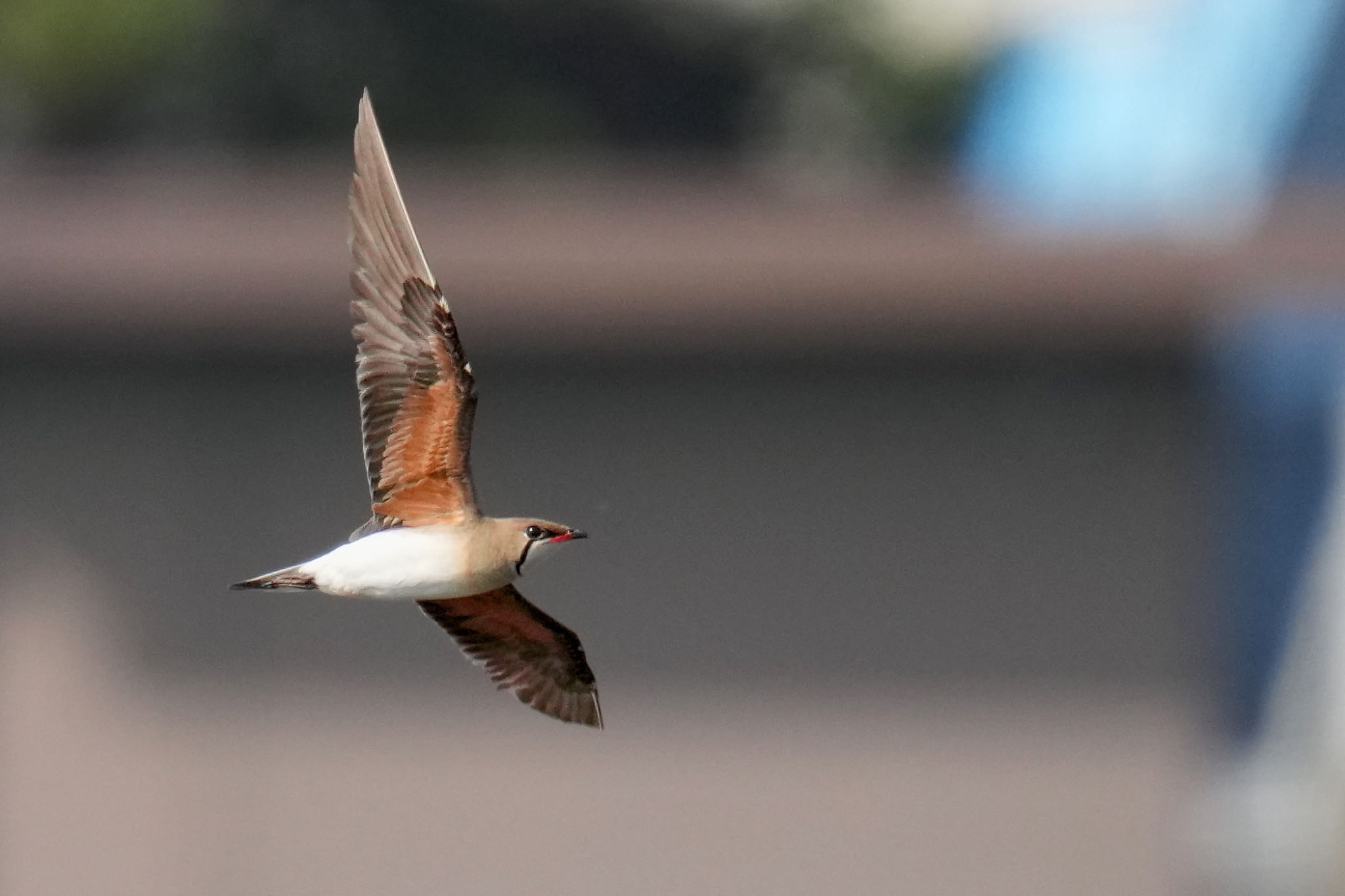 Photo of Oriental Pratincole at 酒匂川河口 by アポちん