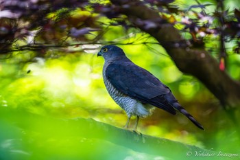 2023年5月4日(木) 薬師池公園の野鳥観察記録