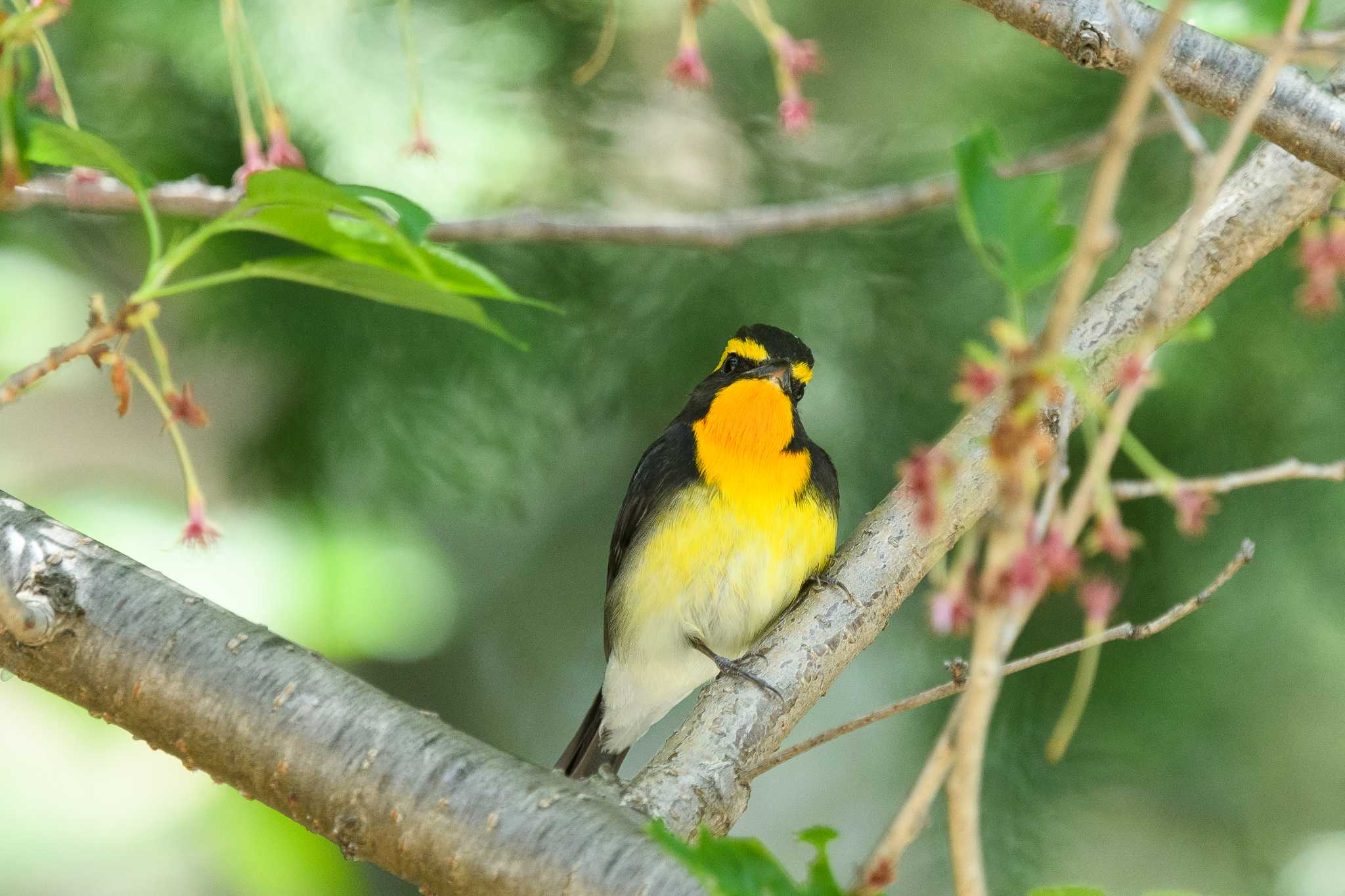 安曇野市 キビタキの写真 by sotanaka.bird