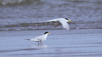 コアジサシ ふなばし三番瀬海浜公園 2023年5月6日(土)