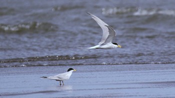 コアジサシ ふなばし三番瀬海浜公園 2023年5月6日(土)