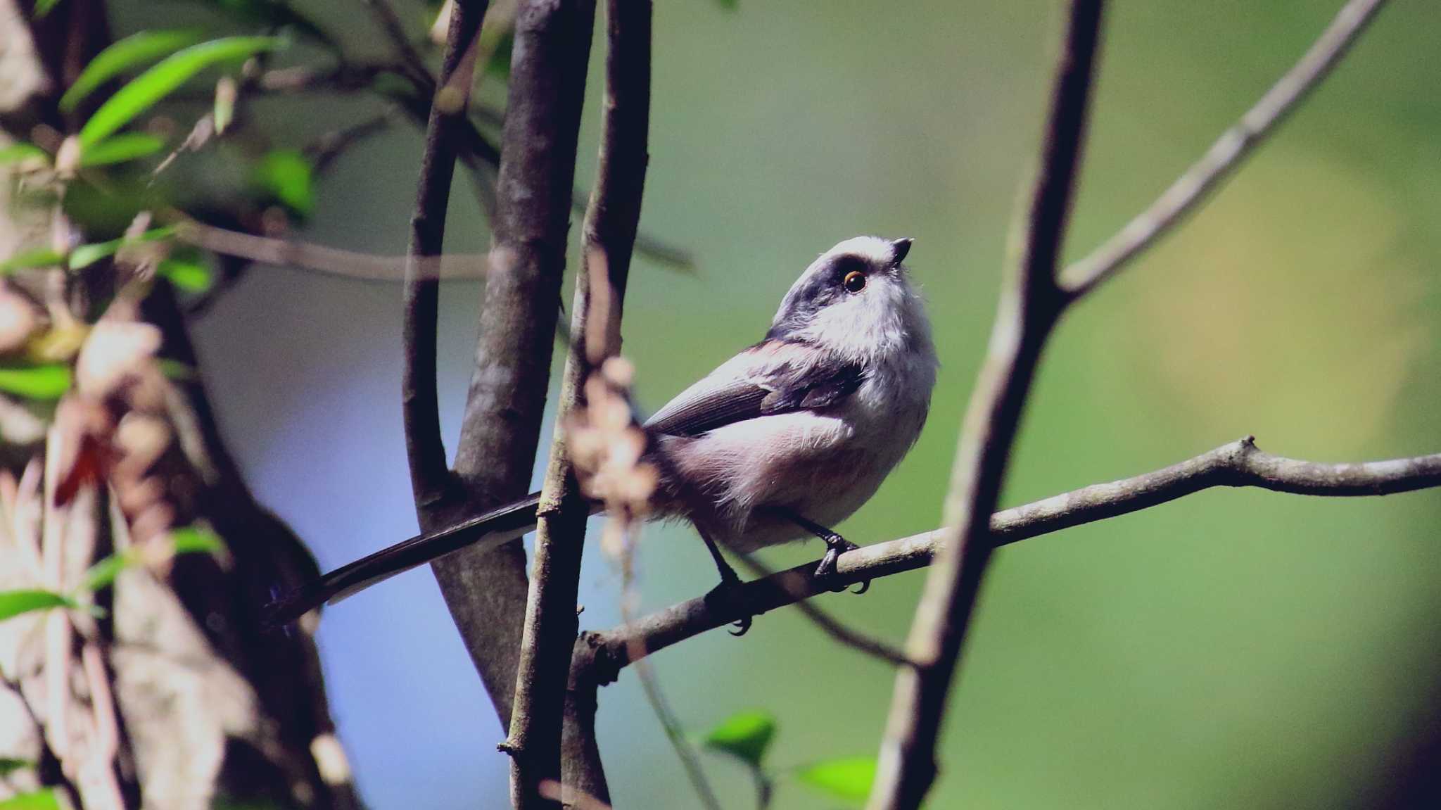 日の出野鳥の森 エナガの写真 by k honma