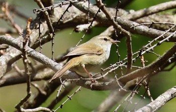 Japanese Bush Warbler 戸隠森林公園 Mon, 5/1/2023