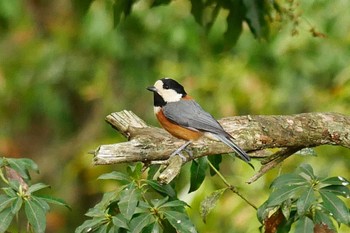 Varied Tit 西湖野鳥の森公園 Sat, 5/6/2023