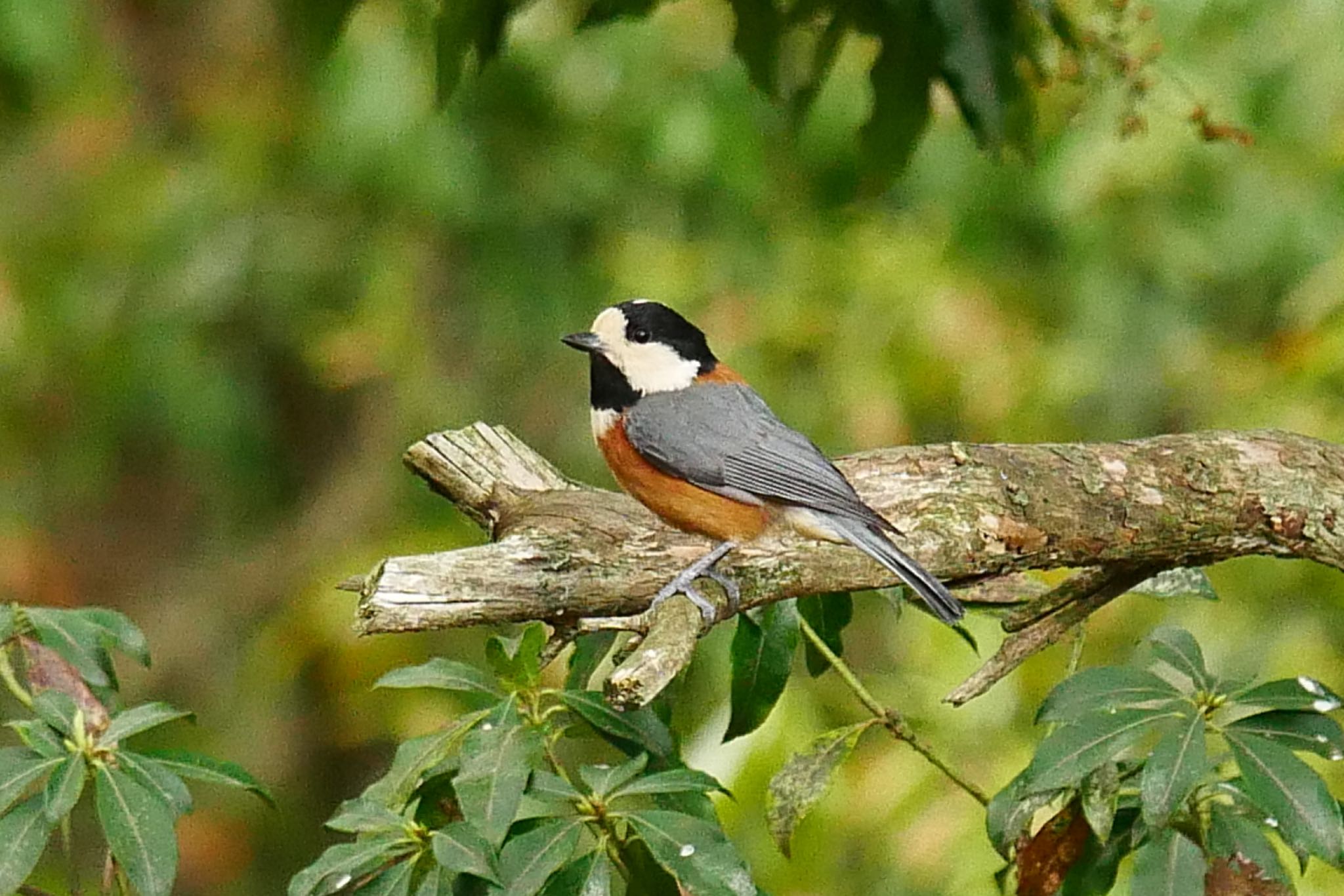 Photo of Varied Tit at 西湖野鳥の森公園 by アカウント3603