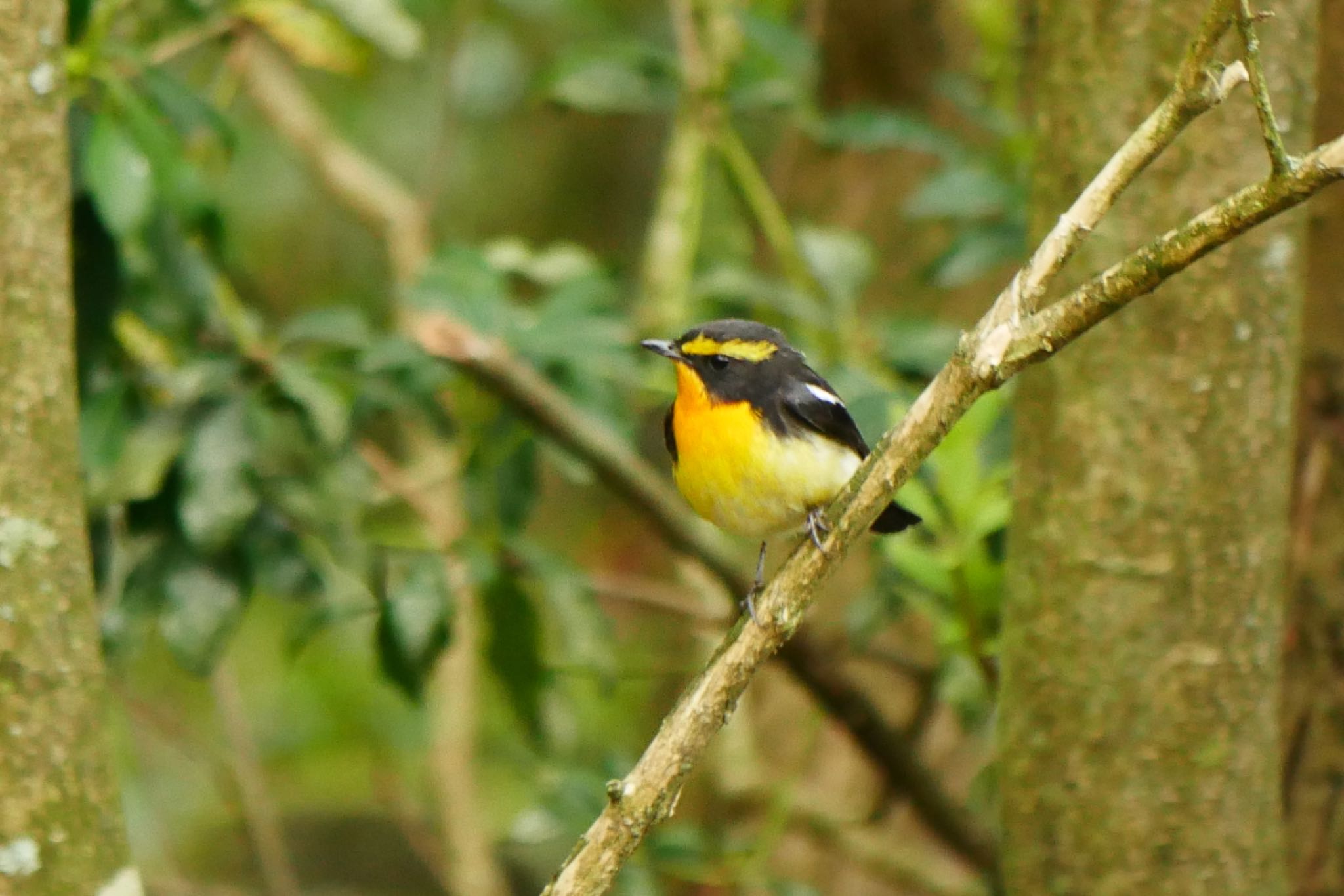 Photo of Narcissus Flycatcher at 西湖野鳥の森公園 by アカウント3603