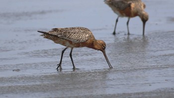 オオソリハシシギ ふなばし三番瀬海浜公園 2023年5月6日(土)