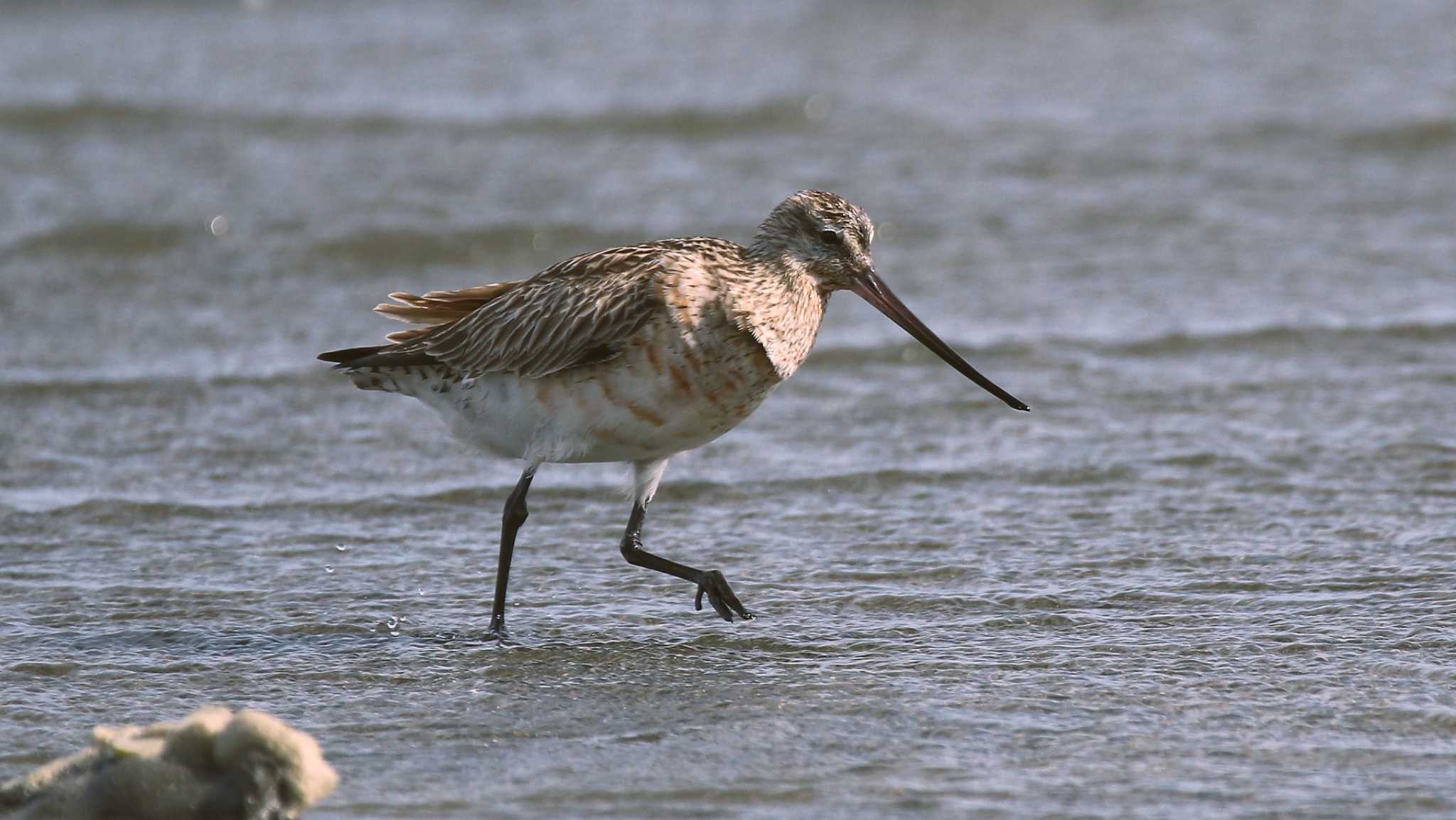 ふなばし三番瀬海浜公園 オオソリハシシギの写真