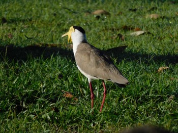 Masked Lapwing kununura Tue, 4/18/2023