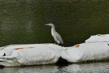 Fri, 5/5/2023 Birding report at Ukima Park